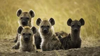 Hyena cub litter