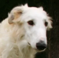 Borzoi