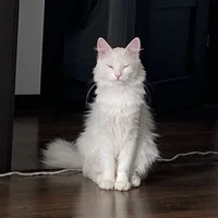 Барс твой Кот