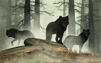 Black wolf pack 