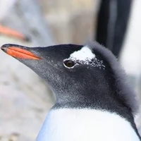 gentoo penguin