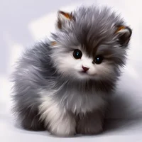 Snow Kitten