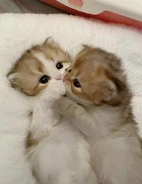 cute kittens