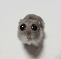 Hamster