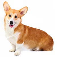 Corgi dog
