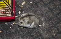 Abused Hamster