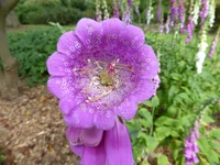 FoxGlove -BFB-