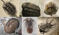 Trilobite army