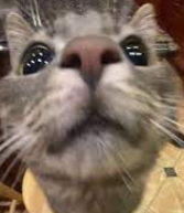 little goober kitteh