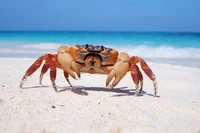 Crab