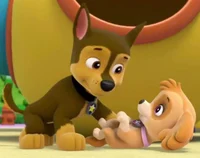 Chase and skye paw p