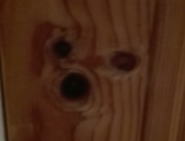 Face in the Wood