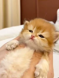 clingy newborn kitty