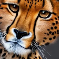 Cheetah tf