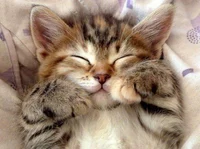 Take Care of a Cat