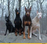 Your five Weredogs