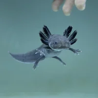 Black Axolotl