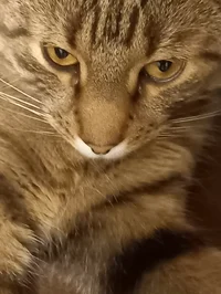 Countryhuman adoptio