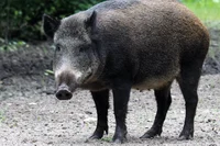 Wild Boar