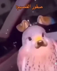 rob