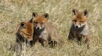 3 Fox Cubs