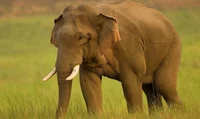 Asian Elephant 