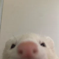 Kaya
