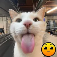 Tongue cat