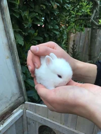 baby rabbit