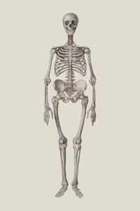 Skeleton