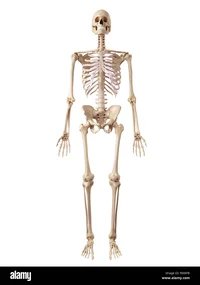 Skeleton Guy