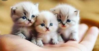 Cute cat