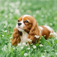 Puppy