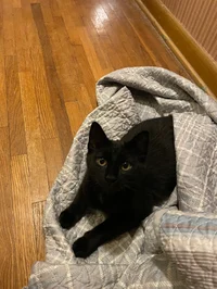 Felix The Bombay