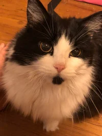Oreo