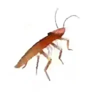 Cockroach