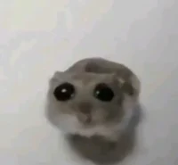 sad hampster