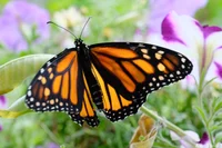 Monarch Butterfly