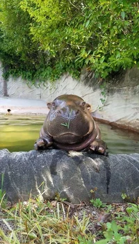 Hippo begemotik