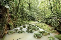 Amazon Rainforest