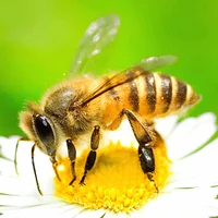 Honey bee