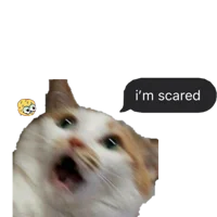 Scared Kitty