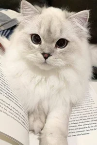 Johnny Soap McTavish