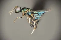 Crypt keeper wasp