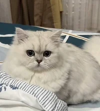 Munchkin cat 