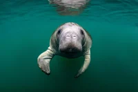 Sensitive manatee
