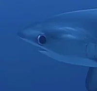 Shark the worst