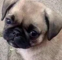 Pug bebe hembra