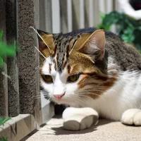 Gacha life zoo exhib