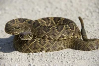 Rattlesnake